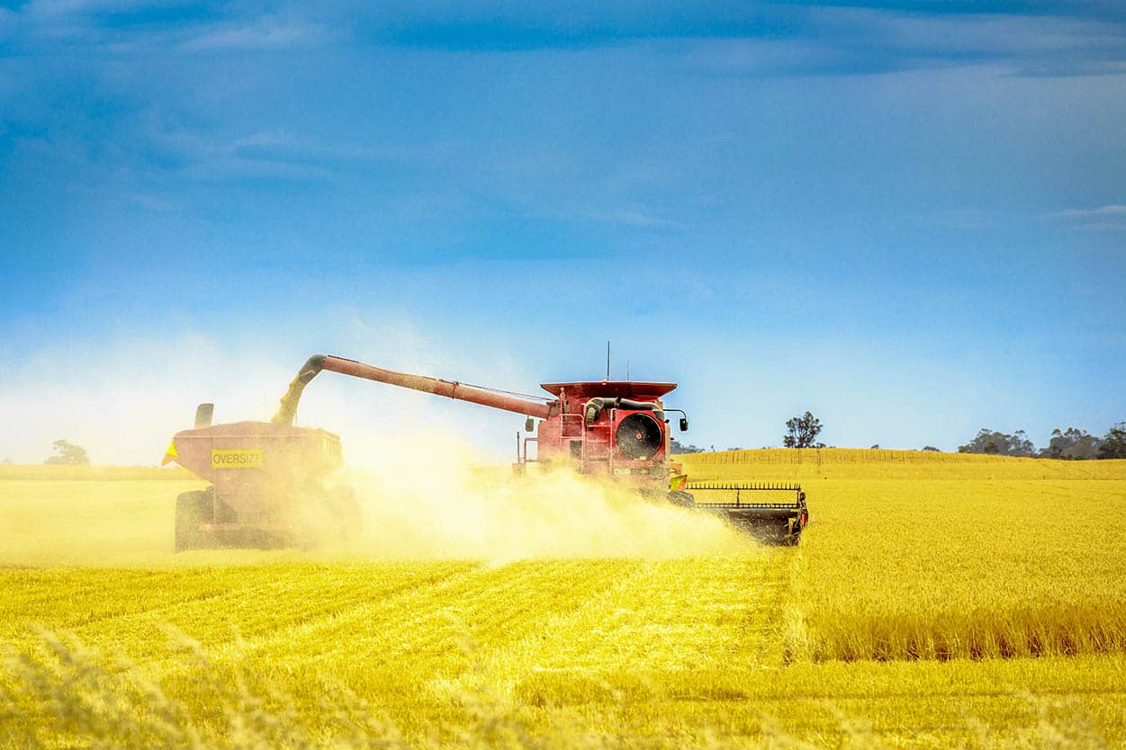 Wheat harvesting